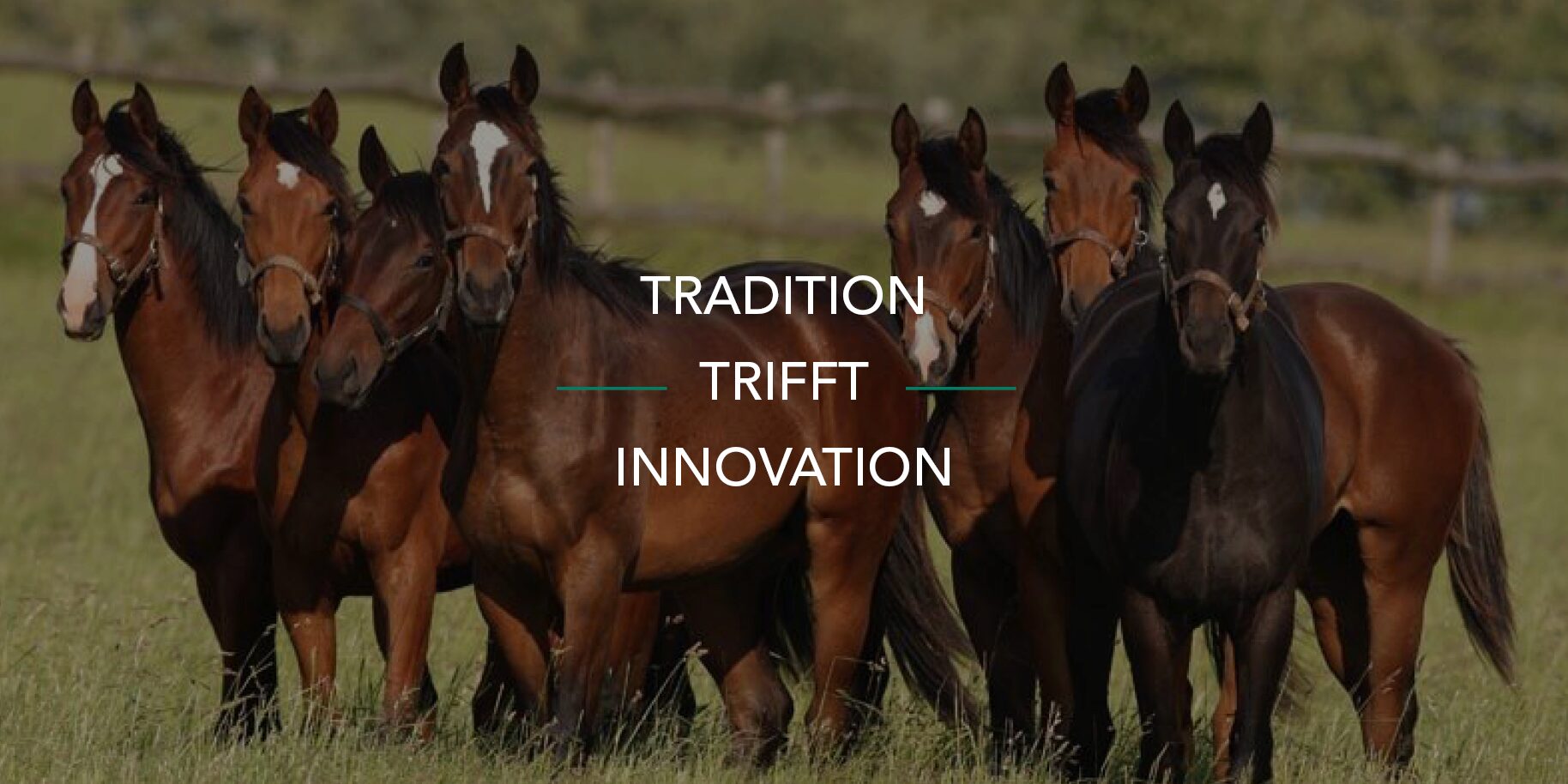 Teaserbild Gestüt Görlsdorf