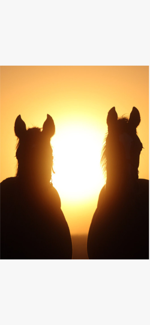 Gestüt Görlsdorf - unsere Vision